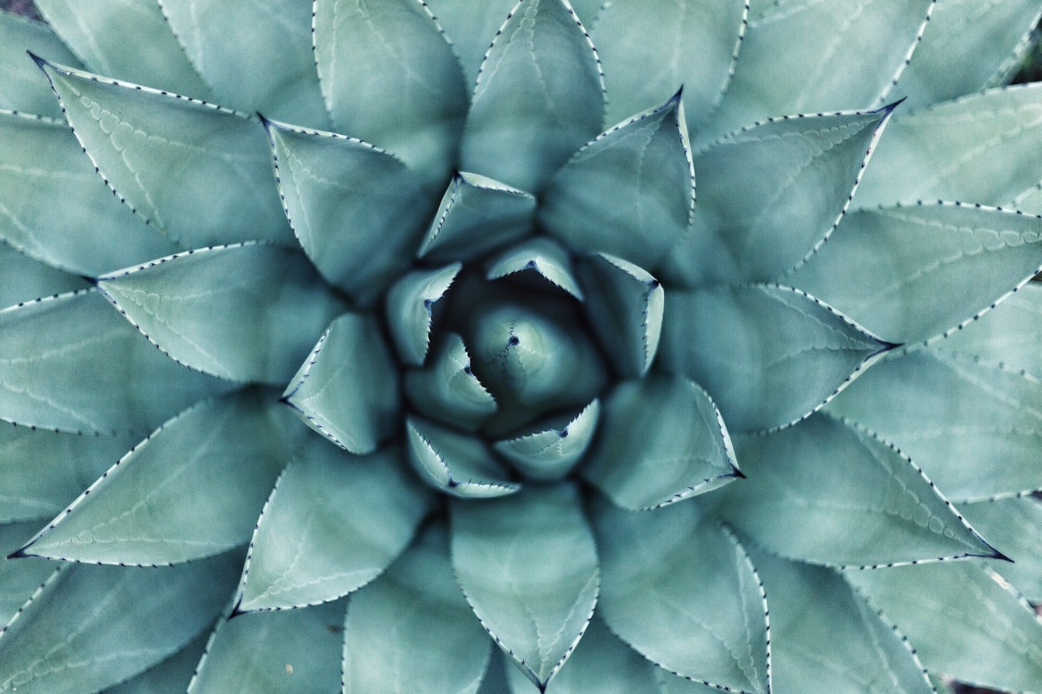 The Connection Between Mind And Body